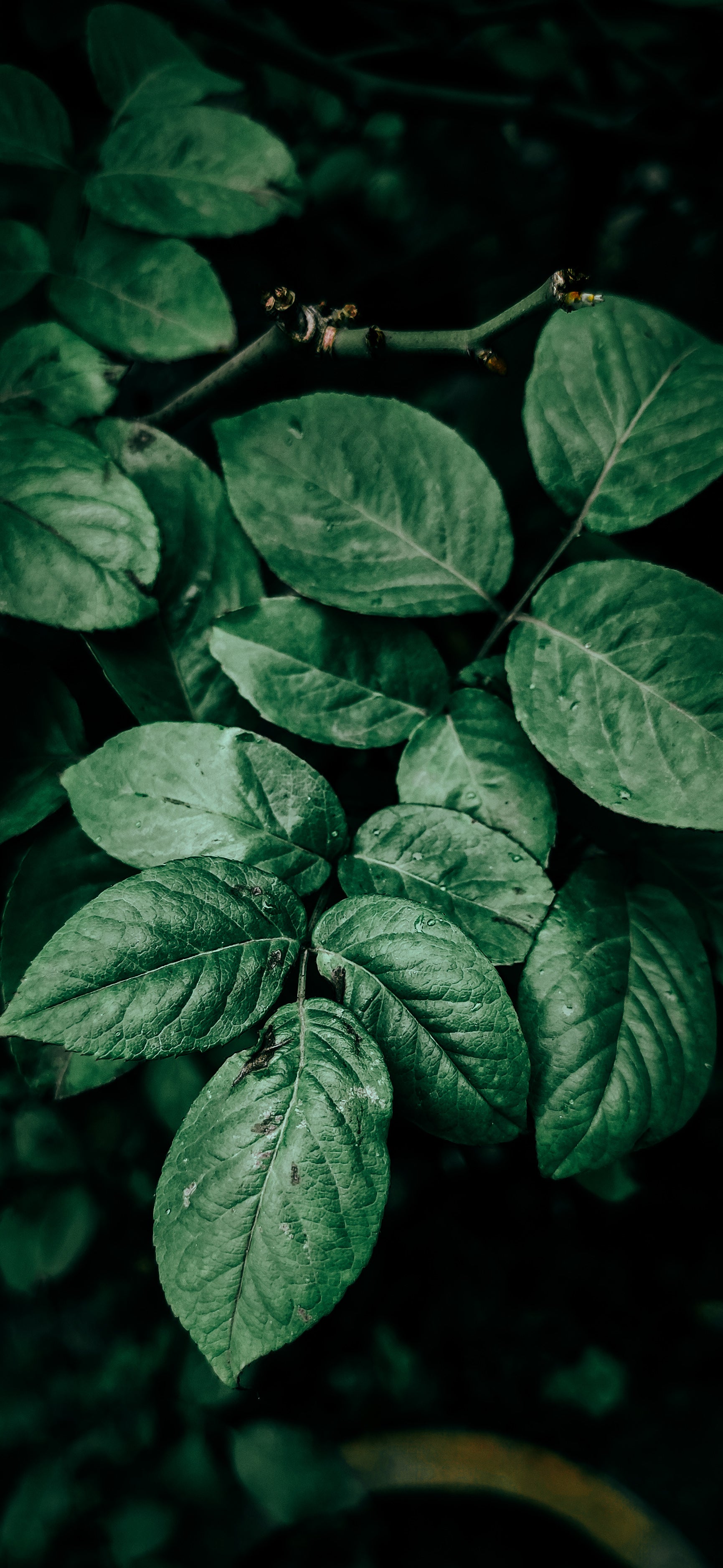 picture_of_leaves